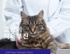 고양이 식욕부진 원인과 대처 방법 알아보기 