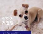 강아지 저혈당의 원인과 치료법