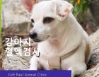 강아지에게 꼭 필요한 혈액검사 알아보기