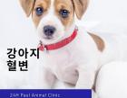 강아지 혈변, 피똥 쌀때 원인 알아보기