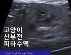 고양이 신부전 초기 증상과 치료 방법 알아보기