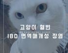 고양이 혈변, IBD 면역 매개성 장염에 대해 알아보기