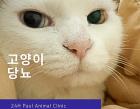"고양이 당뇨, 조기 발견이 중요합니다"
