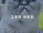 고양이 아토피 피부염이란?