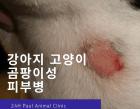 강아지&고양이  곰팡이성 피부병 '링 웜' 증상과 치료법