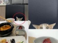 식사 중인 집사 맞은편서 '빼꼼' 지켜보고 있는 고양이.."한 입만!"