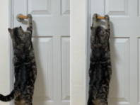 집사가 문 안 열어주자 셀프로 열고나간 고양이.."이정도는 껌이다옹!"