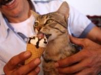 1일 1아이스크림 먹는 고양이..`튀르키예 카페 마스코트`