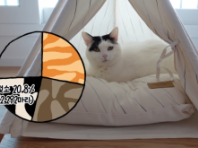 고양이 털색과 성격은 정말 상관있는걸까? 미야옹철 빅데이터 open!