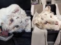 동물원 쓰레기통에서 탈수 상태로 발견된 3개월 새끼 백호