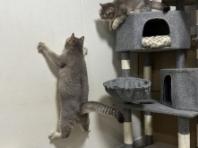날벌레 발견하자 벽지 등반 시작한 고양이.."내가 바로 스파이더냥!"