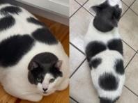 뚱뚱해서 버림받은 고양이, 현명한 새 집사 만나 1년 만에 '묘생역전'