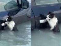 물에 잠긴 고양이, 자동차 문손잡이 잡고 젖은 몸으로 버티며 'SOS'