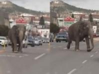 서커스 탈출해서 도로 배회하는 코끼리의 위태로운 일탈 '가슴 철렁'