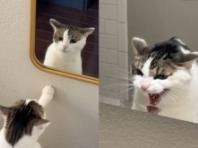 거울 속 자신에게 '하악질'하는 고양이..."너는 누구냐옹!"