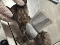 가녀린 몸에 테이프 감아놓은 상태로 방치된 고양이..확 달라진 '묘생역전' 