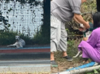 입양 간 강아지가 왜 여기에...3일 만에 길바닥에 혼자 있는 모습에 '경악'