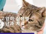 고양이 심장병(심근비대증, 심부전) 진단과 치료