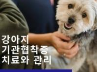 강아지 기관지협착증 치료와 관리