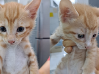 대구 상가 건물에 박스째 유기된 고양이 8형제..동시 보호소 입소