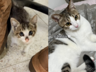 군부대 철조망 앞에 나타난 새끼 고양이..'충성! 나를 키워라옹!'