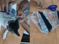 옆구리에 수상한 물건 매달고 '교도소' 들어온 고양이 생포..'마약 운반책'