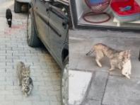 '우리 애가 아파요!'...새끼 입에 물고 직접 동물병원 찾아온 어미 길냥이