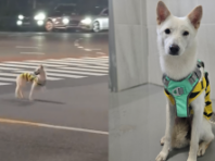 '남일 같지 않아서...' 야밤에 떠돌이 개 쫓아 추격전 벌인 견주 사연