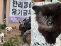 떠돌이 개 묶어 놓고 음식물쓰레기 먹이며 불법 도축 의심..항의하자 폭행