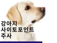 강아지 사이토 포인트 주사(아토피 주사)란?