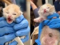  탯줄도 안 뗀 아기 고양이를..케이블타이로 묶어 유기한 '잔인함'