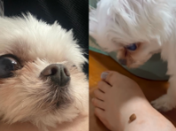 '이건 엄마나 드세요' 정확히 맛없는 사료만 골라서 '퉤'하는 강아지