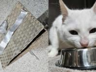 복면으로 얼굴 가린 남성..고양이 넣은 바구니 버리고 '줄행랑'