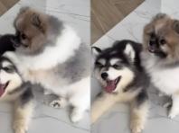 까칠한 포메라니안과 '친구' 되고 싶어 자존심 버리고 직진한 허스키 