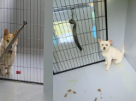 신축 직영 동물 보호소 지은 단양군, 하지만 부족한 견사에 문도 없어
