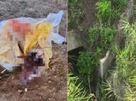 '호미로 개를...' 학대당하고 자루에 담겨 농수로에 버려진 개