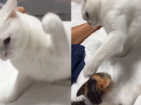 겁 없는 새끼 고양이 냥냥펀치 무서운 줄 모르고..'몇 대나 맞은 거야'