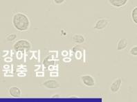 강아지 고양이 설사 원인 지알디아, 트리코모나스 알아보기