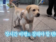 어린 강아지 나이 부풀려 해외 입양 보낸 동물단체..검역본부 나섰다