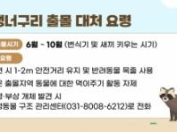 "귀엽다고 만지지 마세요!" 안양시, 야생 너구리 대처 요령 홍보 나서