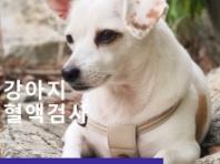 강아지에게 꼭 필요한 혈액검사 알아보기