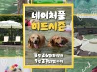 '여름 끝자락까지 신나게 물놀이를!'...강아지숲 '네이처풀 미드시즌' 예매, 오는 15일 오픈