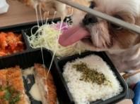 "안돼!!!"...음식 리뷰 사진 찍던 댕댕이 주인이 다급하게 소리친 이유