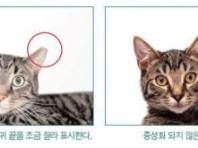 은평구, '길고양이 중성화(TNR) 사업' 내달 1일부터 재개