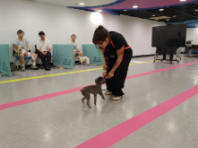 구리시, 반려동물 문화교실 '더 행복하개' 개강