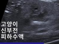 고양이 신부전 초기 증상과 치료 방법 알아보기
