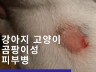 강아지&고양이  곰팡이성 피부병 '링 웜' 증상과 치료법