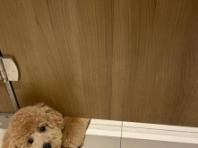 '거기서 뭐해?' 화장실까지 따라오는 주인 껌딱지 강아지 