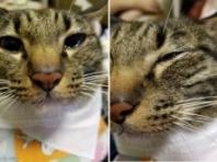 약 먹기 싫어 눈물 뚝뚝 흘린 '연기 천재' 고양이