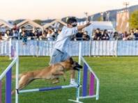 '댕댕이랑 뛰고! 즐기고! 나누고!'...순천시, 반려동물 문화한마당 성료